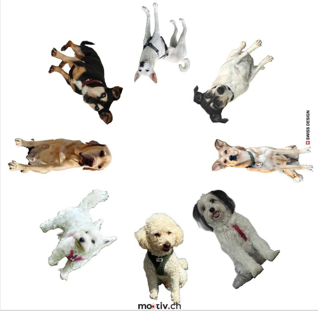 Aargauer Hunde Schirm 2