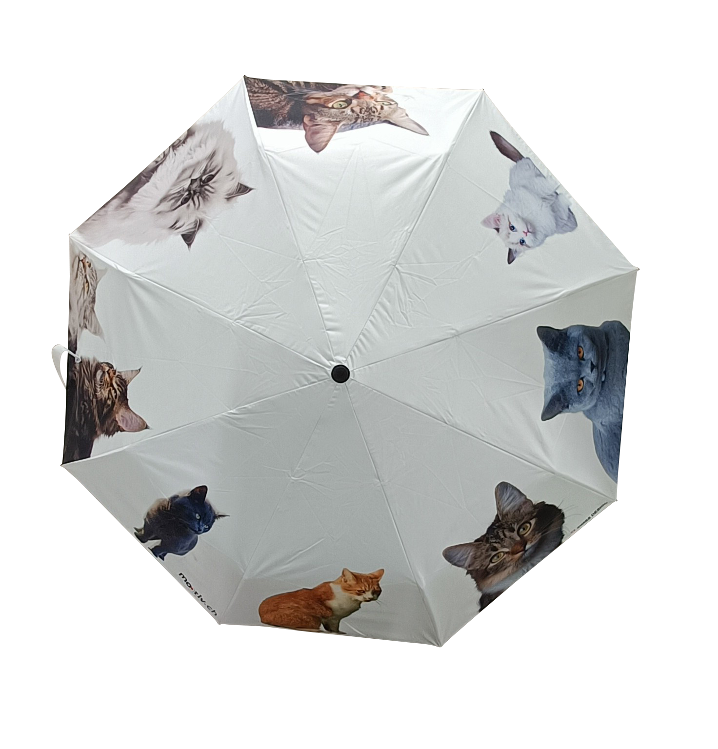 Katzen Schirm