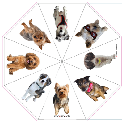 Aargauer Hunde Schirm 1