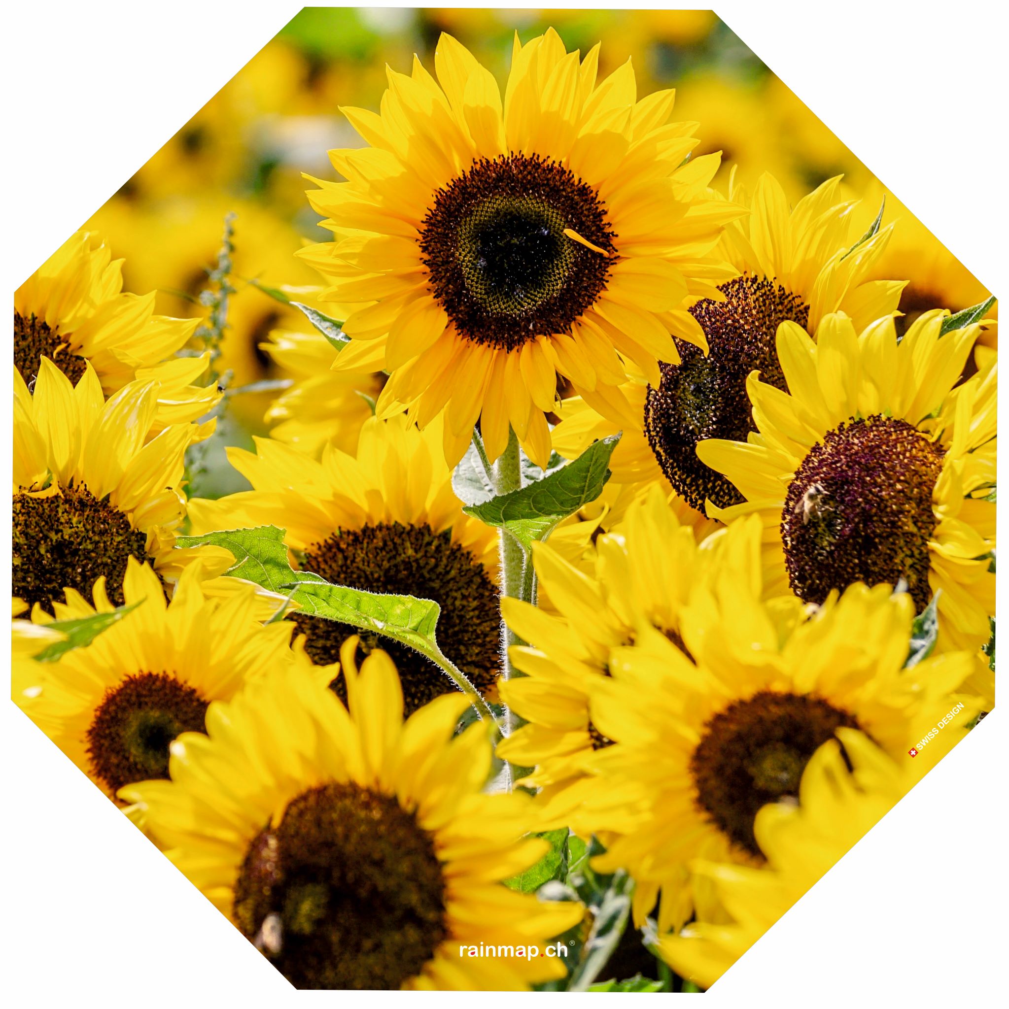 Sonnenblumen Schirm