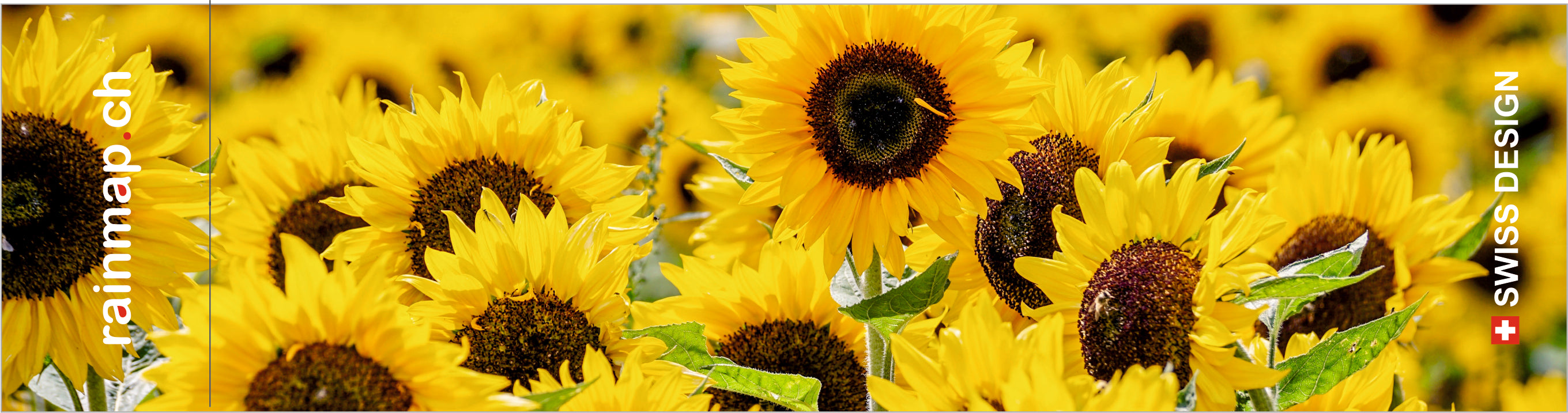Sonnenblumen Schirm